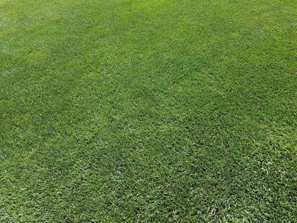 Artificial grass supplier Kent